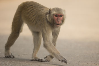 rhesus